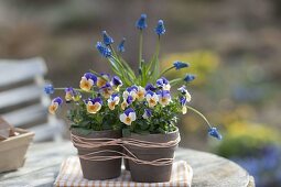Viola cornuta Penny 'Peach Jump Up' (Hornveilchen) und Muscari armeniacum