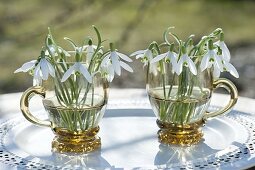 Kleine Straeusse aus Galanthus nivalis (Schneeglöckchen) in Glastassen