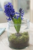 Hyacinthus 'Pacific Ocean' (hyacinth) with moss set in glass