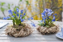 Scilla siberica 'Spring Beauty' (Blausternchen) mit Moos in Gras-Kraenzen