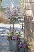 Alter Zink-Kübel mit Fruehlingsbepflanzung : Prunus incisa 'February Pink'