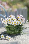 Small bouquet of Bellis (daisies)