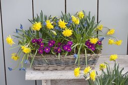 Basket with Narcissus's 'Rip van Winkle', Primula x pruhoniciana