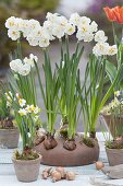 In autumn plant the spring Narcissus 'Bridal Crown'