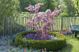 Malus 'Rudolph' in a round bed bordered with Buxus