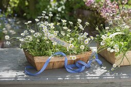 Spank boxes with Bellis perennis (Daisies)