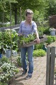 Kräuter - Töpfe zum Einpflanzen für den Biogarten