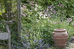 Aquilegia, with Lychnis coronaria, and Nepeta