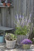Blühender Wiesensalbei 'Madeline' (Salvia pratensis) und Salbei