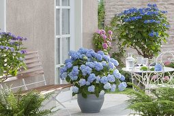 Schattige Terrasse mit blauen Hortensien