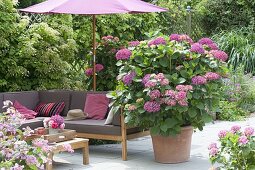 Shaded terrace with lounge area and parasol