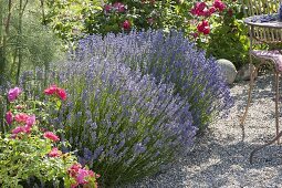 Ueppig blühender Lavendel (Lavandula) mit Rosen neben Kiesterrasse
