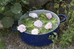 Blue enamel pot as a floating bowl with Rosa 'Stanwell flowers