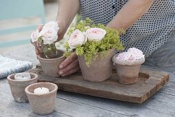 Terracotta pots with roses and alchemilla (lady's mantle)