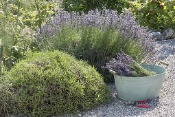 Pruning and harvesting of lavender (Lavandula angustifolia)