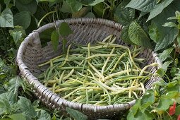 Freshly picked bush beans (Phaseolus) in basket on the vegetable bed