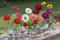 A slightly different tableau with zinnia varieties