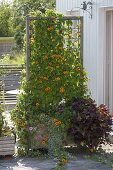 Fahrbarer Kasten mit Thunbergia als Sichtschutz