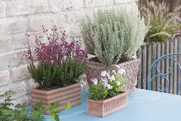 Terracotta boxes with daboecia, dwarf curry herb