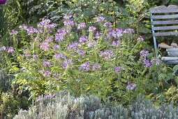 Cleome spinosa 'Senorita Rosalita' (Spinnenblume) im Beet mit Lavendel