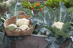 Harvest cauliflower in the raised bed