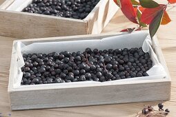 Black berries of aronia-apple-berry to dry
