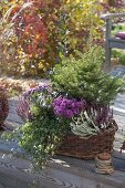 Herbstlich bepflanzter Korb : Picea abies (Rotfichte), Calluna Twin-Girls