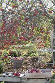 Apple tree, with many fruits in late autumn