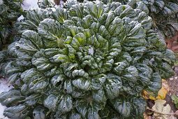 Pak Choi also Pak Choy (Brassica rapa chinensis) in the snow