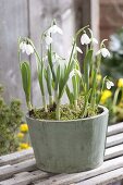 Pot with Galanthus nivalis (snowdrop) on sledge
