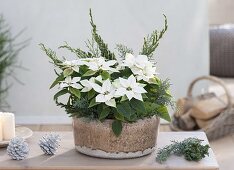 Bowl with Euphorbia pulcherrima, Poinsettia 'Glace Early'