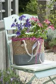 Aquilegia, in basket bag as a gift on chair