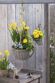 Baskets with Narcissus 'Tete A Tete', Ranunculus