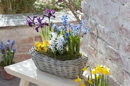 Basket with Scilla, Iris reticulata