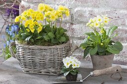 Basket and pot with primula elatior (primrose)