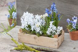 Fruit crate with scilla and muscari