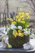 Narcissus 'Tete a Tete', ranunculus