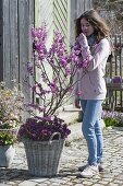 Cercis siliquastrum (Judas tree), planted with Arabis