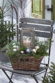 Lantern in the basket with abies and pinus branches