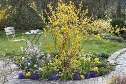 Small bed with Forsythia intermedia, Prunus incisa