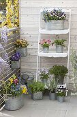 Spring flowers and herbs in zinc pots