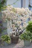 Rhododendron luteum 'Daviesii' (Gartenazalee), duftende Azalee