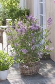 Syringa meyeri 'Palibin' (dwarf lilac) in the basket