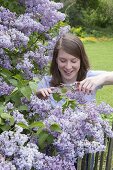 Frau schneidet Flieder im Frühlingsgarten
