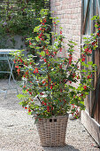 Rote Johannisbeere 'Jonkheer van Tets' (Ribes rubrum)