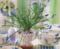 Easter table decoration with muscari (grape hyacinth)