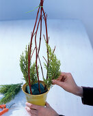 Cypress arrangement