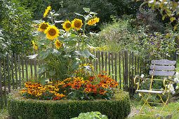 Sunflowers and coneflower in a circular bed with a box-hedge