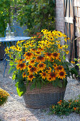 Basket planted with Rudbeckia fulgida 'Goldsturm', hirta 'Autumn Colors'