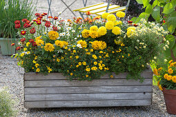 Homemade wooden box planted with summer flowers